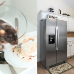 Cara Halau Tikus Dari Dapur Tanpa Racun, Confirm Tak Berani Tinggal Jejak lagi!