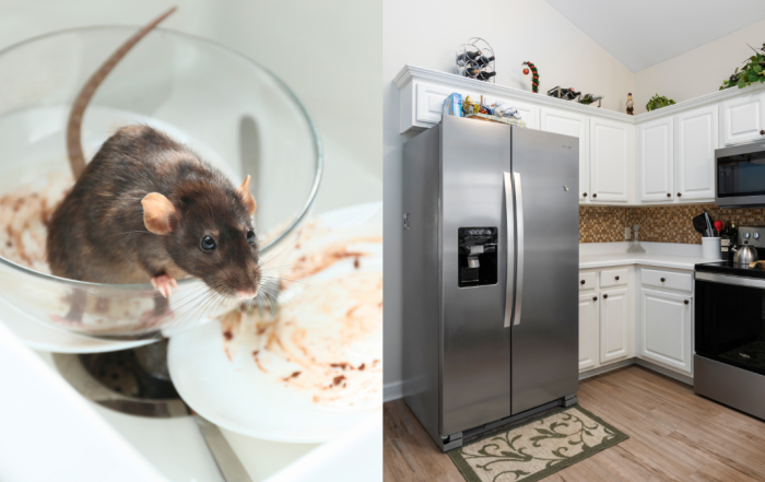 cara halau tikus