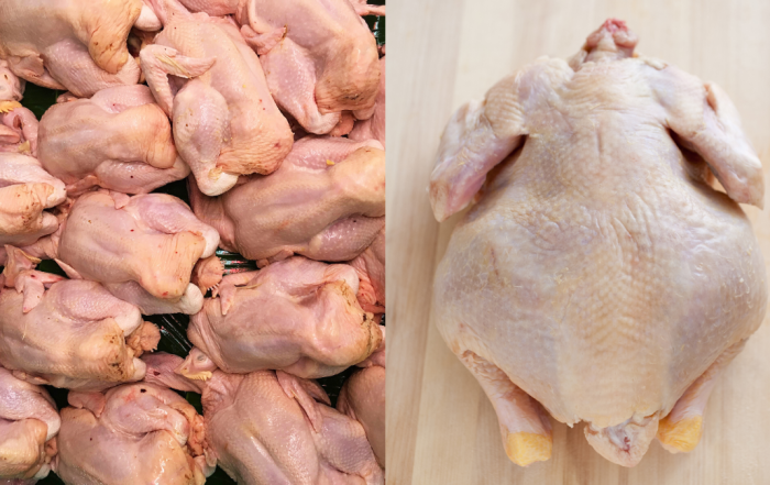 cara pilih ayam segar