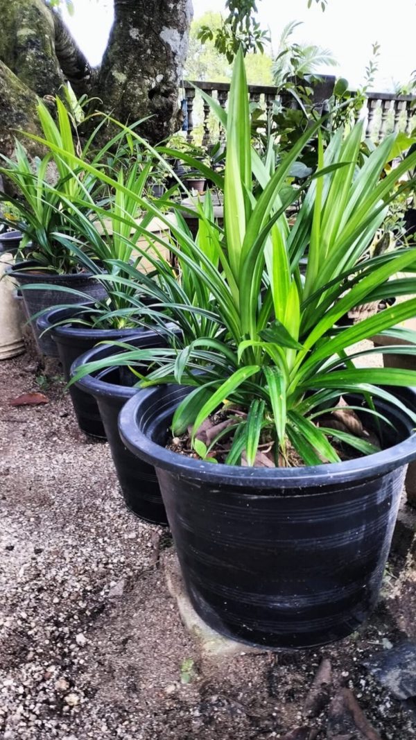 cara tanam pokok pandan