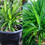 Cara Tanam Pokok Pandan Dalam Pasu, Guna Petua Ini Dijamin Lebat Merimbun!