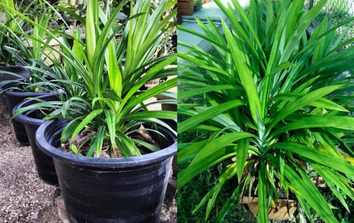 cara tanam pokok pandan