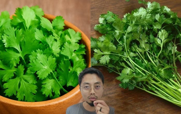 daun ketumbar