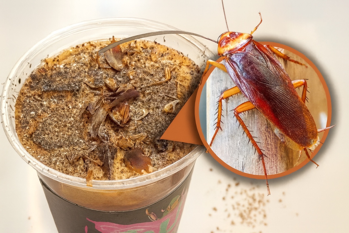 kopi serbuk lipas