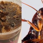 Muzium China Kejutkan Ramai Orang Dengan Kopi Serbuk Lipas, Siapa Berani Cuba?