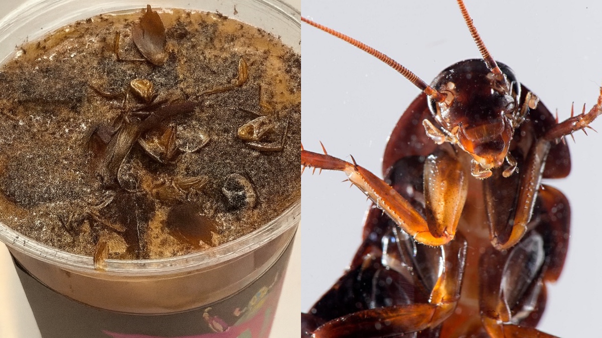 kopi serbuk lipas