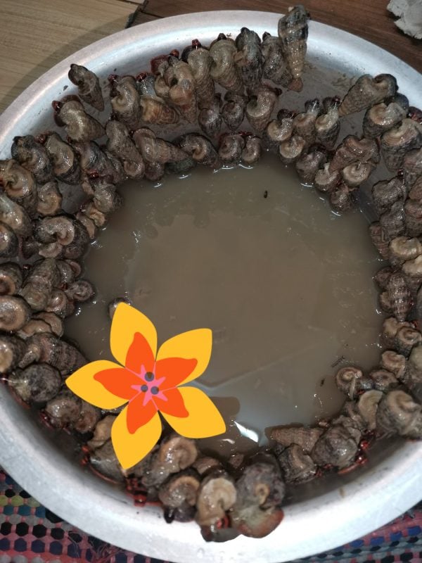 cara bersihkan siput sedut
