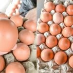 Cara Pilih Telur Ayam Segar Dan Bagus, Tengok Kulit Terus Tahu Baru Atau Lama!
