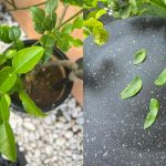 Tips Guna Daun Limau Purut, Buang Bahagian ‘Ini’ Baru Masakan Tak Pahit & Kekal Wangi!