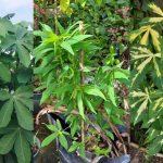 Cara Kenal Pucuk Ubi Kayu Yang Pahit Dan Tak Pahit, Nampak Sama Tapi Rasa Berbeza!