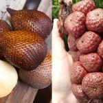 Beza Buah Salak Dan Kelubi, Begini Cara Kenal Pasti Supaya Tak Tersalah Beli
