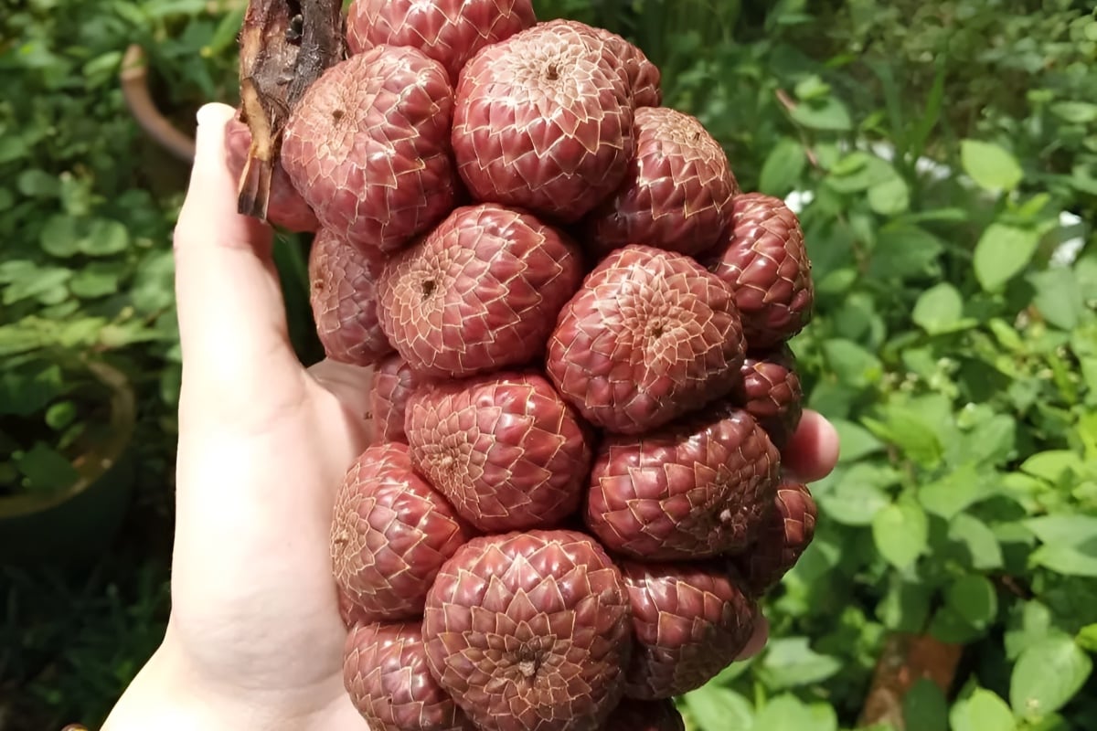 salak dan kelubi