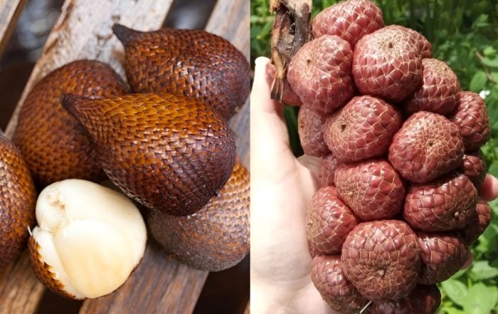 salak dan kelubi