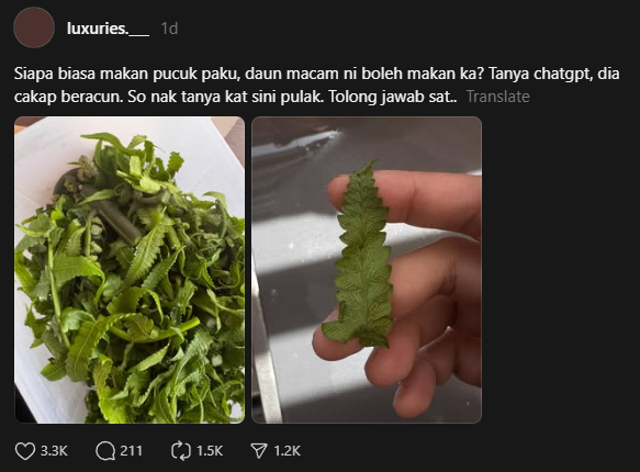 sayur pucuk paku