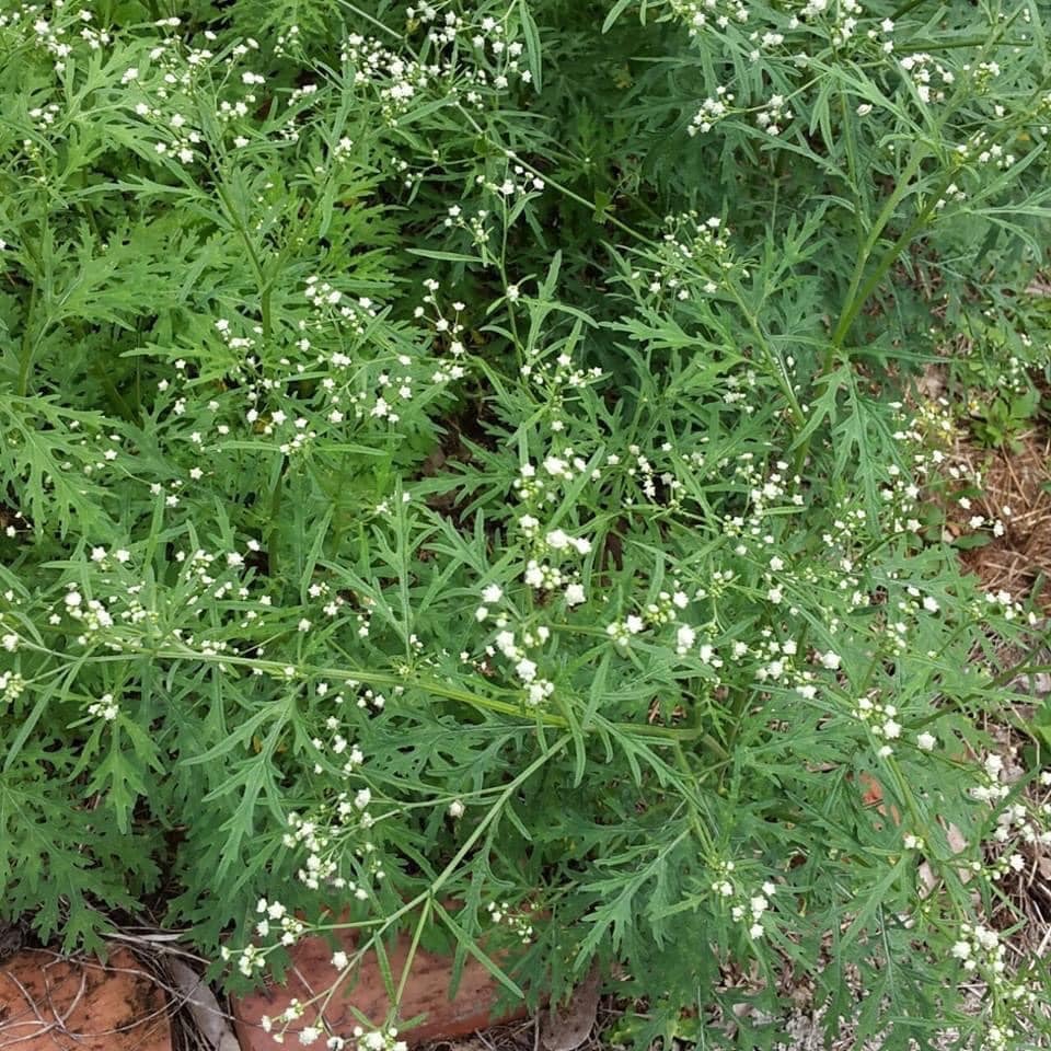 ulam raja