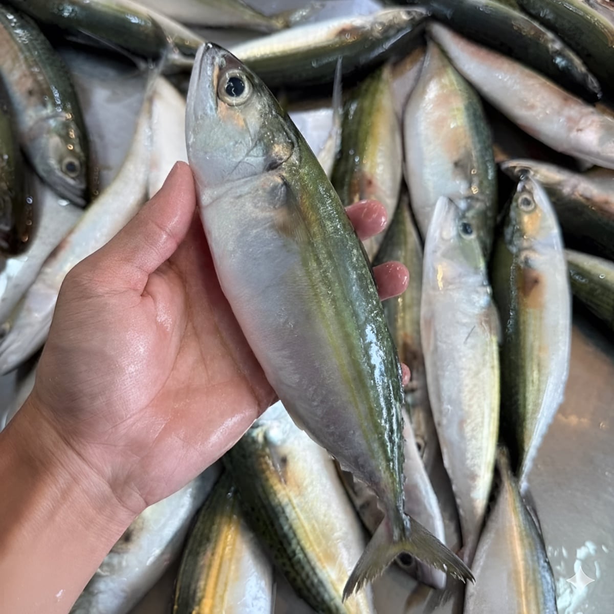 beza ikan kembung