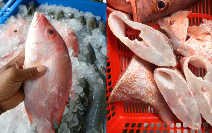 cara pilih ikan