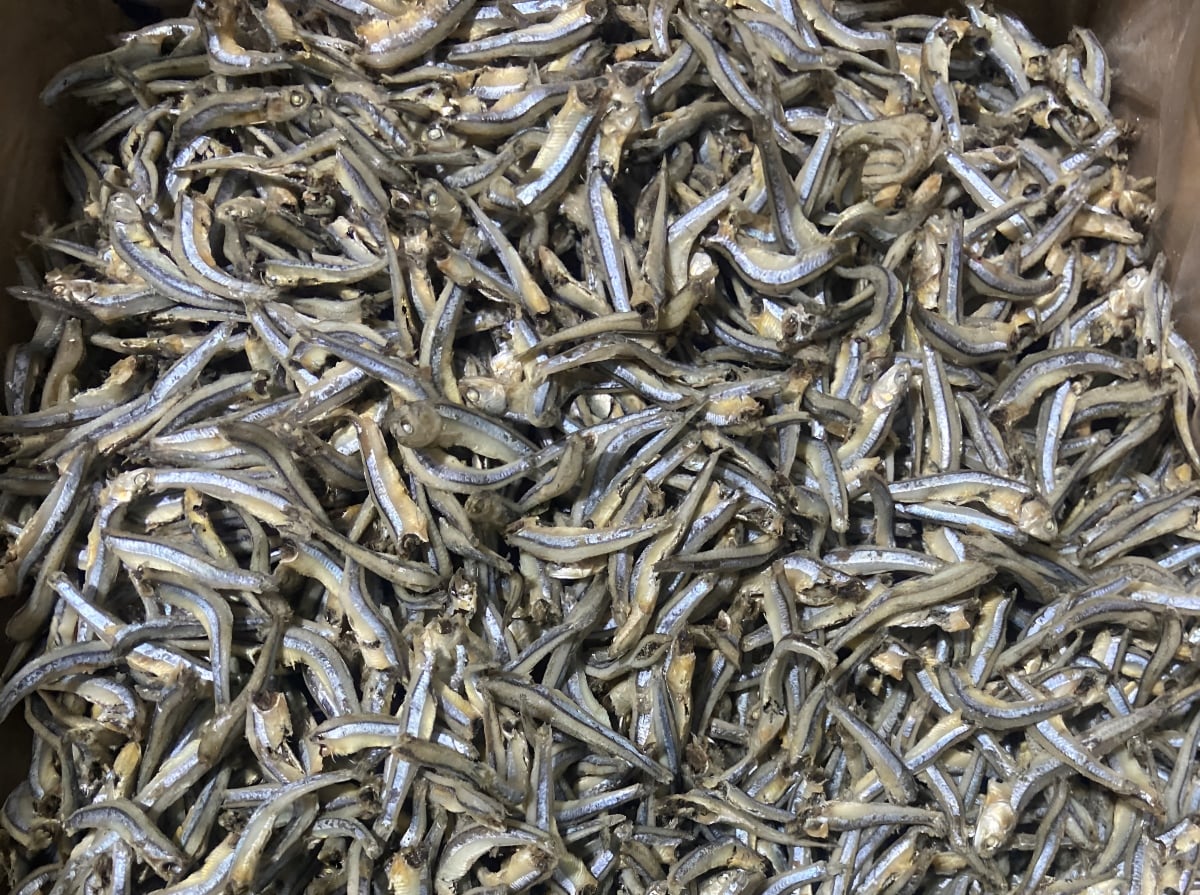 ikan bilis segar