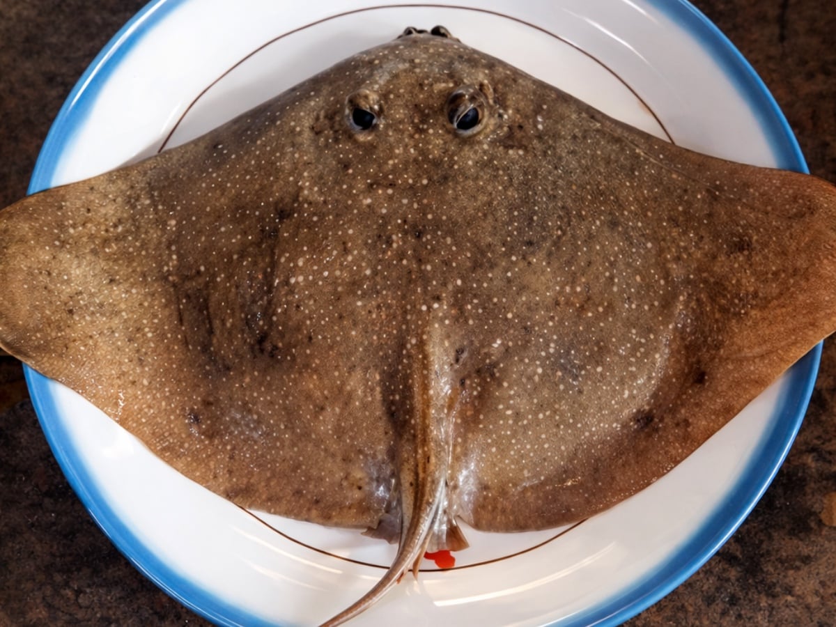 jenis ikan pari