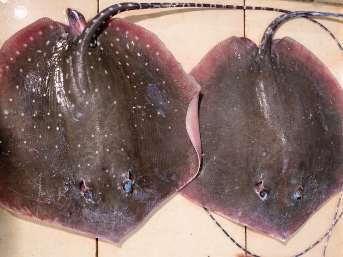 jenis ikan pari