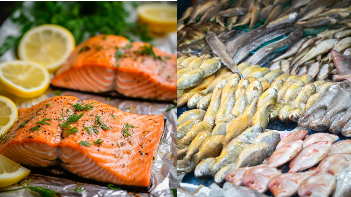 ikan salmon