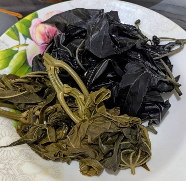pucuk mengkudu