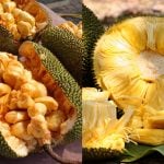 Beza Cempedak Dan Nangka Ramai Tak Tahu, Sekali Pandang Nampak Sama…Rupanya Jauh Beza