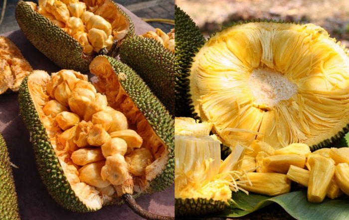 beza cempedak dan nangka