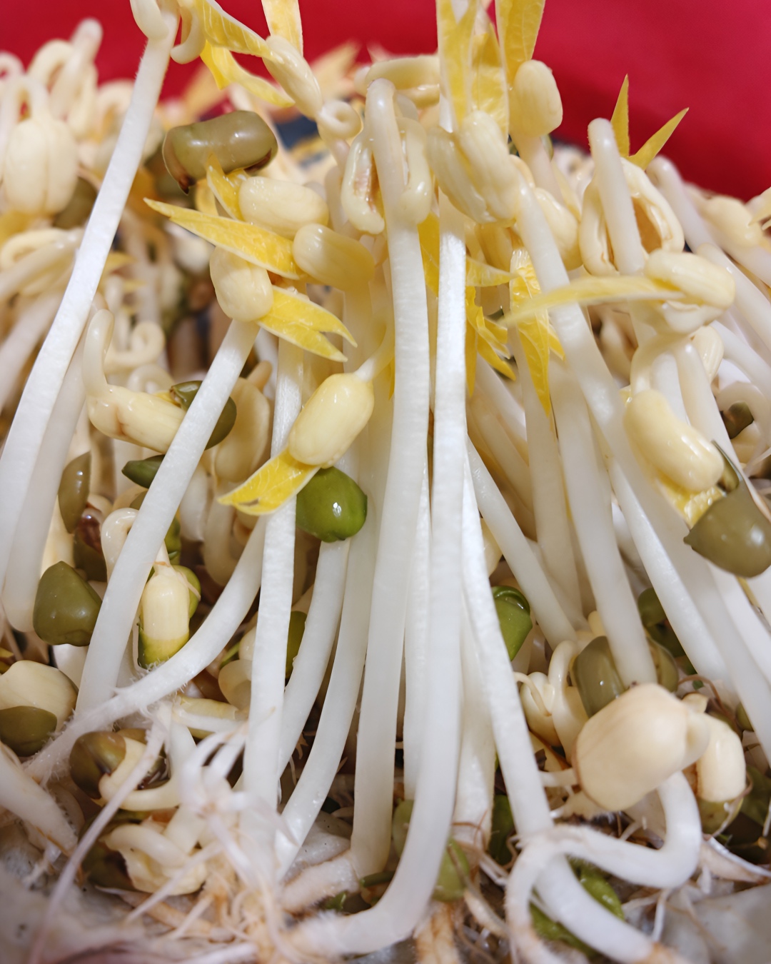 cara tanam sayur tauge