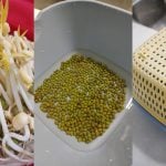 Cara Tanam Sayur Tauge Sendiri Di Rumah Dengan Mudah & Cepat, 6 Hari Terus Dapat Hasil Meriah!