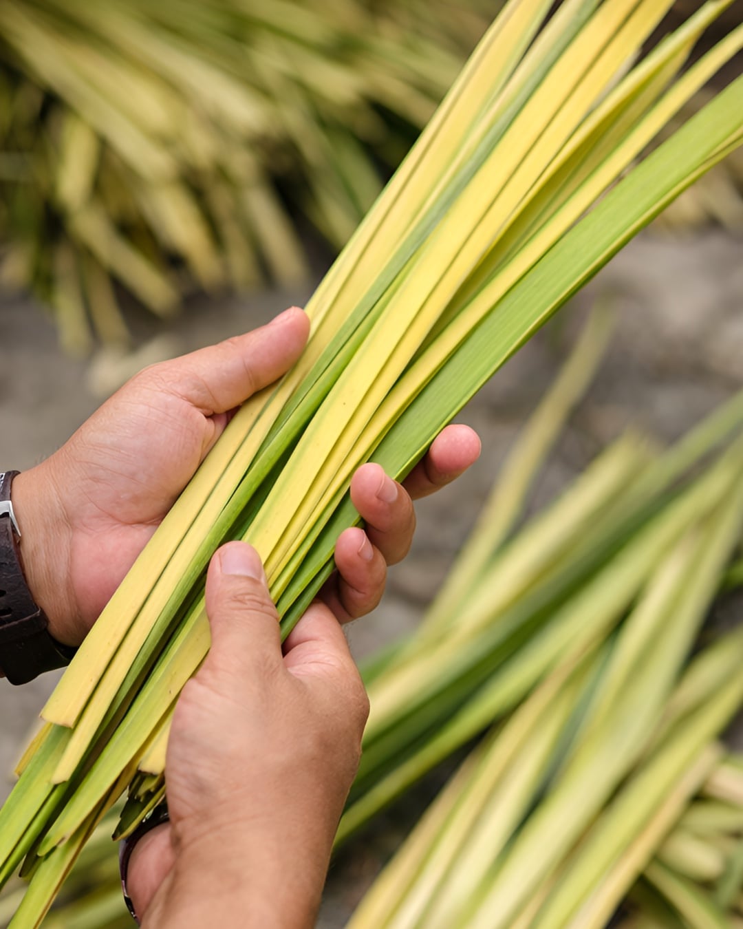 daun kelapa