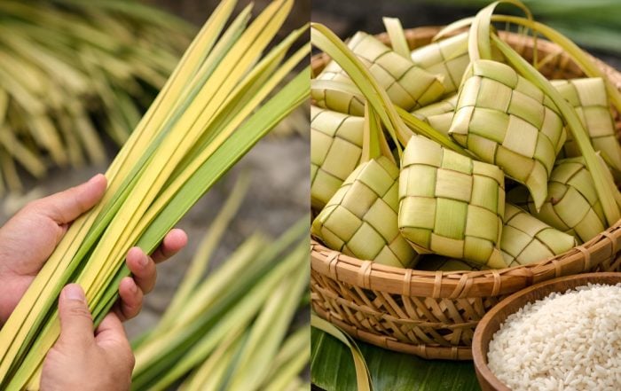 daun kelapa