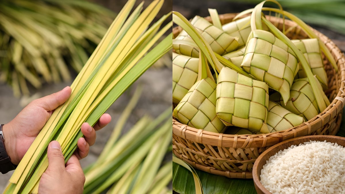 daun kelapa