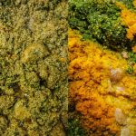 Resipi Rendang Ayam Tua Cili Hijau, Punyalah Lembut Berlemak Sampai Boleh Makan Sepuasnya!
