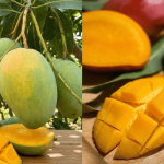 Buah Harumanis Tak Sama Dengan Mangga Biasa, Ini Bezanya Yang Ramai Masih Keliru!