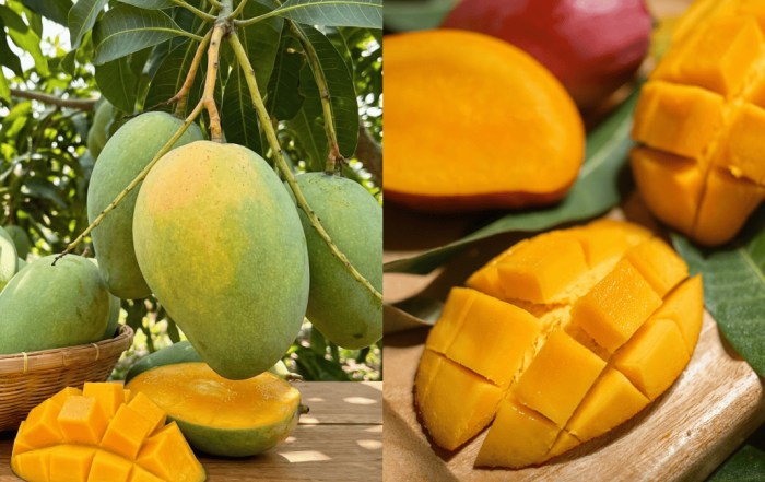 buah harumanis
