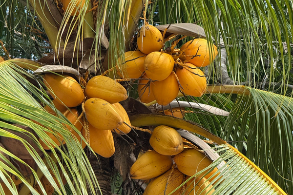 khasiat air kelapa