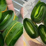 Petua Simpan Daun Pandan Dalam Freezer Supaya Aroma Kekal ‘Fresh’ Macam Baru Kerat!
