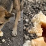 Isu Roti Katanya Dicucuk Jarum Diberi Makan Kepada Anjing Liar Tular, Netizen Risau & Kasihan!