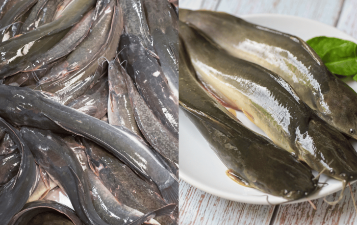 cara cuci ikan keli