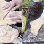Tak Perlu Sental Sampai Lenguh! Ini Cara Mudah Cuci Perut Lembu Jadi Putih Melepak Guna ‘1 Bahan’