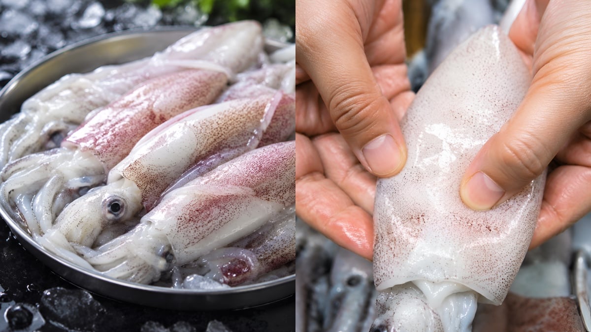 cara memilih sotong segar