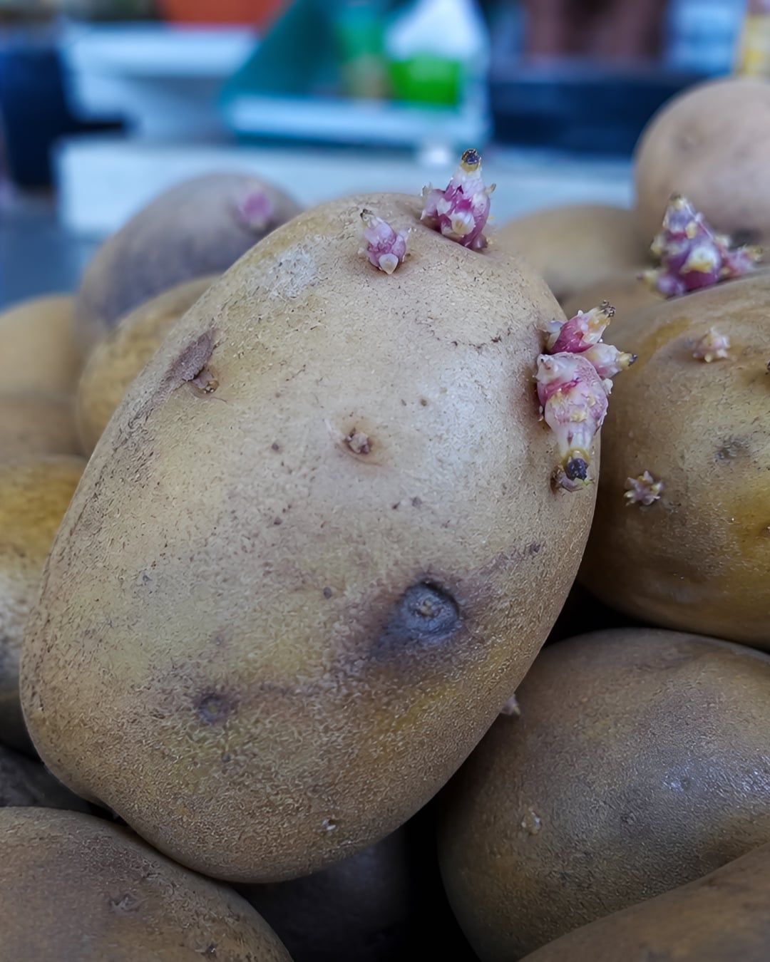 cara pilih kentang
