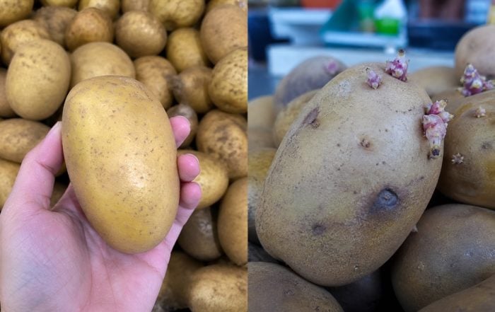 cara pilih kentang