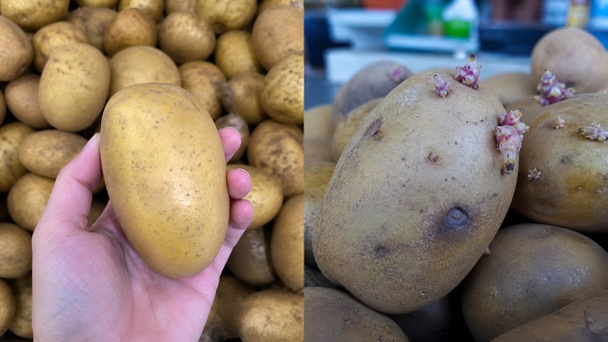 cara pilih kentang