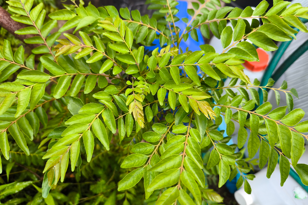 harga daun kari
