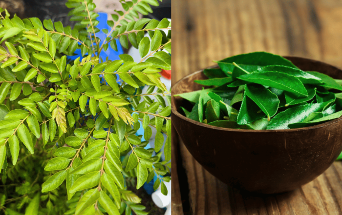harga daun kari