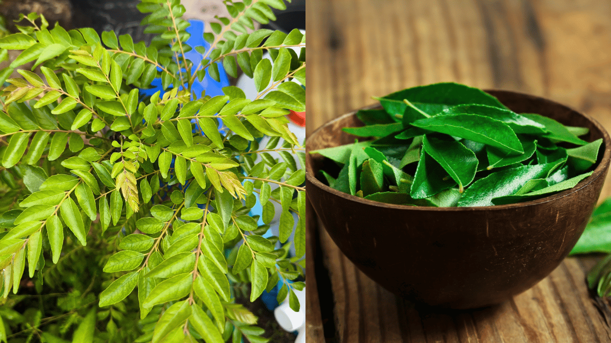 harga daun kari