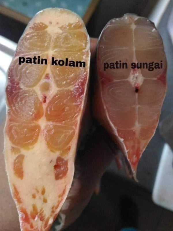 jenis ikan patin