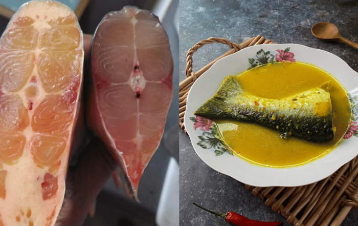 jenis ikan patin